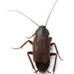 scarafaggio nero comune