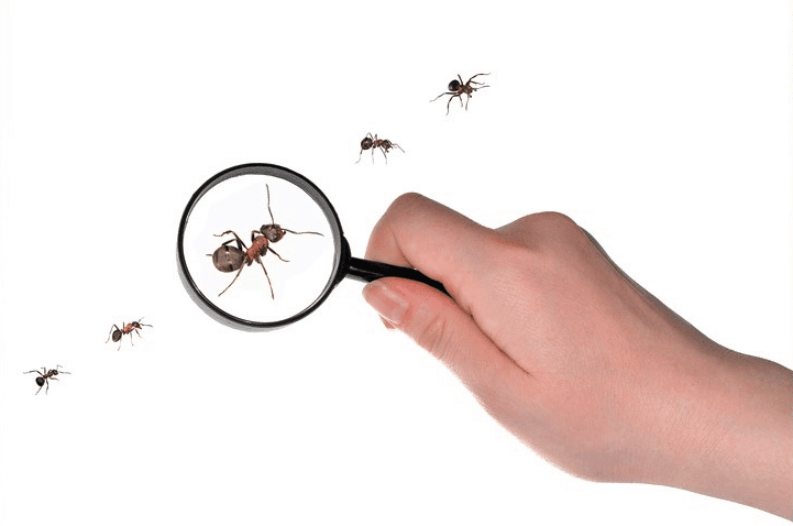formica sotto lente di ingrandimento